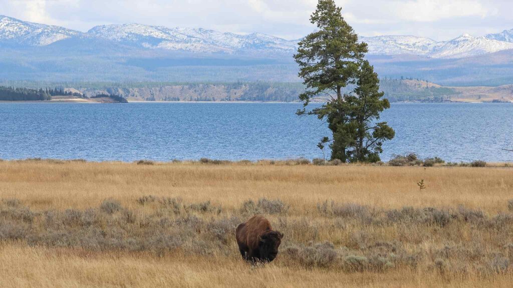 Yellowstone National Park