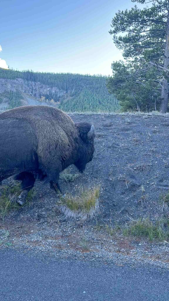 Wilde dieren in Yellowstone National Park