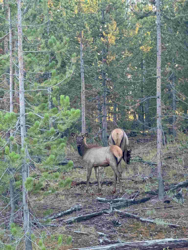 Wilde dieren in Yellowstone National Park