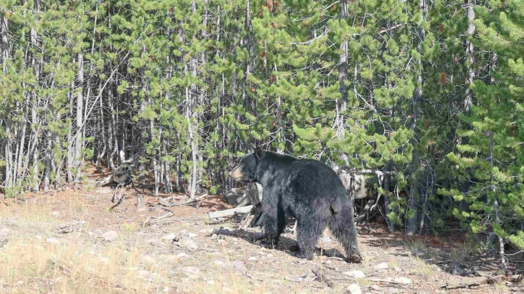 Wilde dieren in Yellowstone National Park