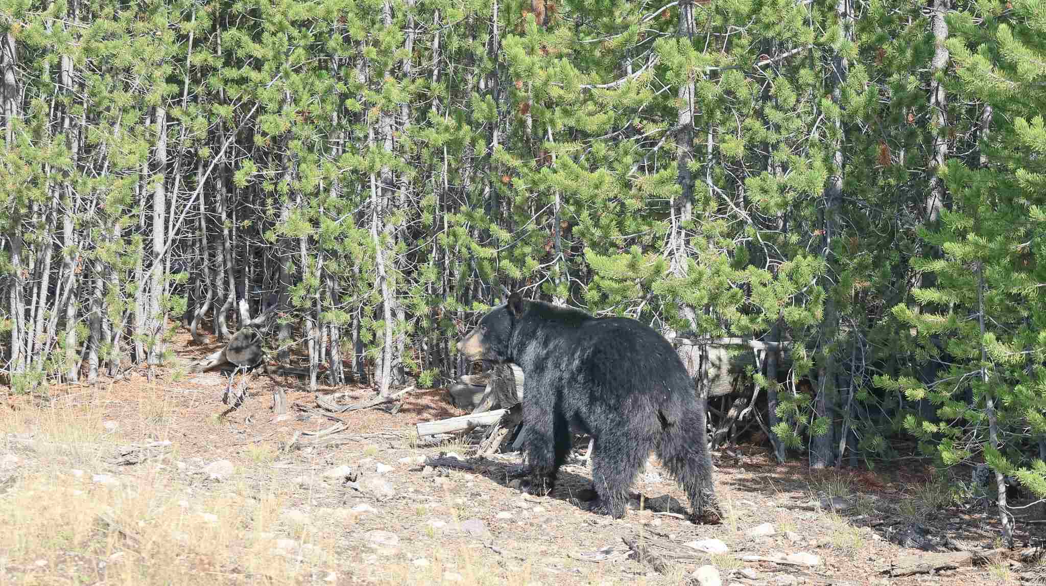 Wilde dieren in Yellowstone National Park