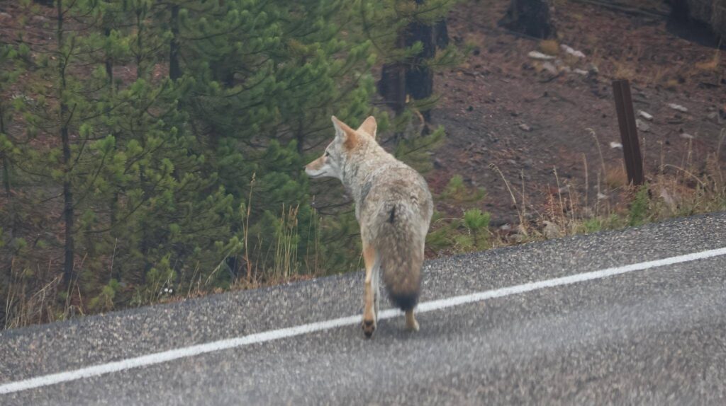 Wilde dieren in Yellowstone National Park