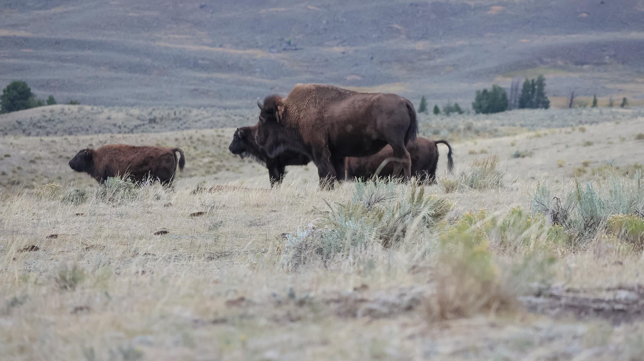 Bizons in Lamar Valley Yellowstone National Park