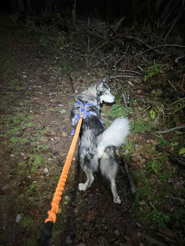 Wandelen met een husky in Thüringen