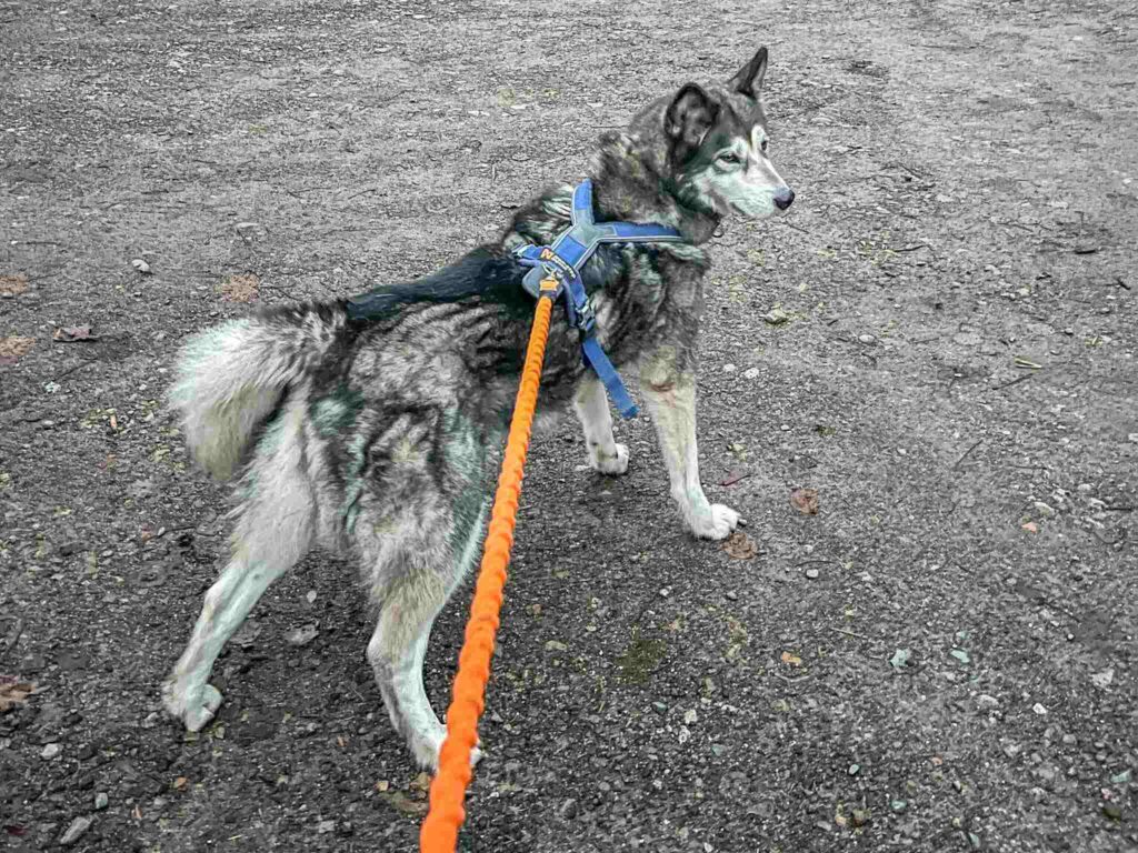 Wandelen met een husky in Thüringen
