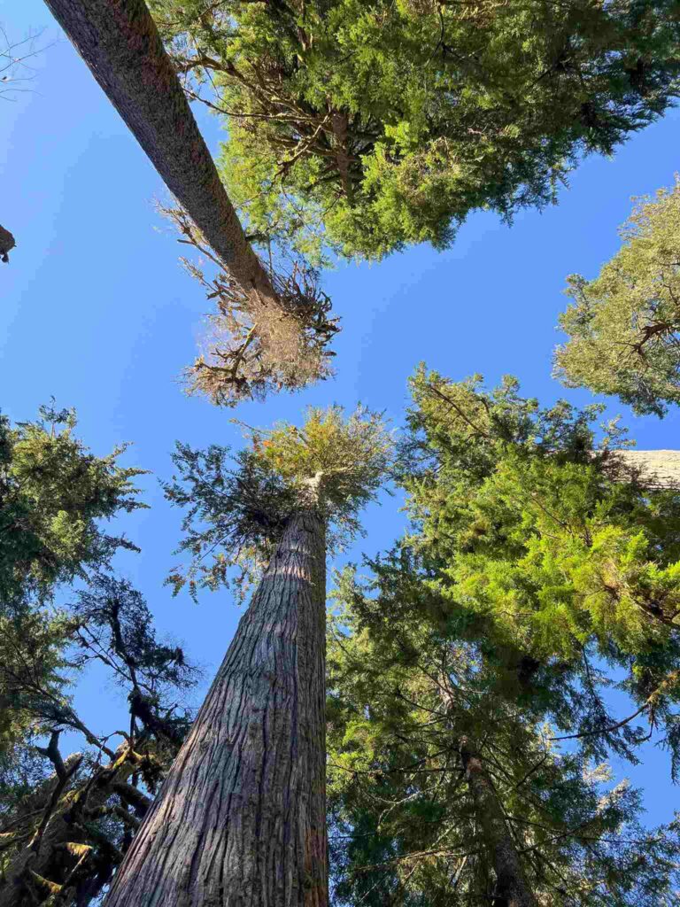 Wandelen Mount Rainier National Park