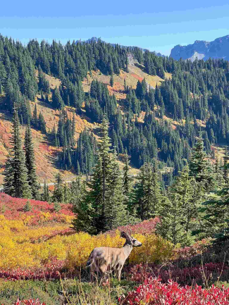 Paradise Inn Mount Rainier National Park