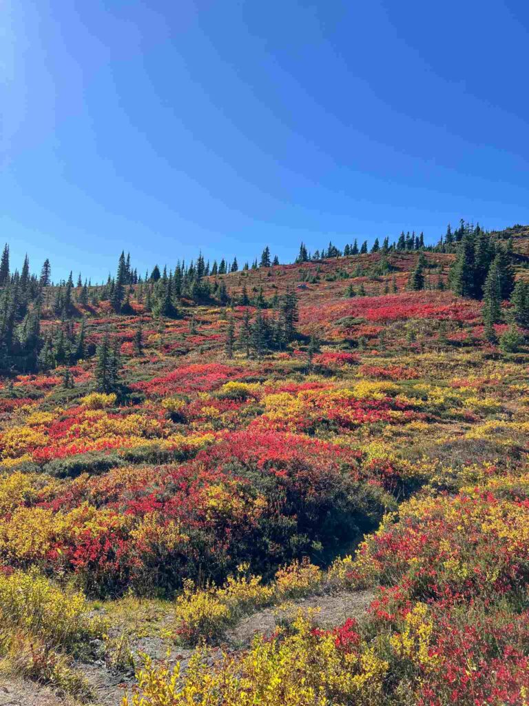 Paradise Inn Mount Rainier National Park