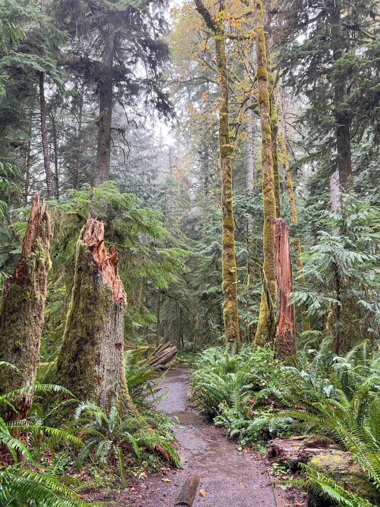 Wandelen in Olympic National Park 