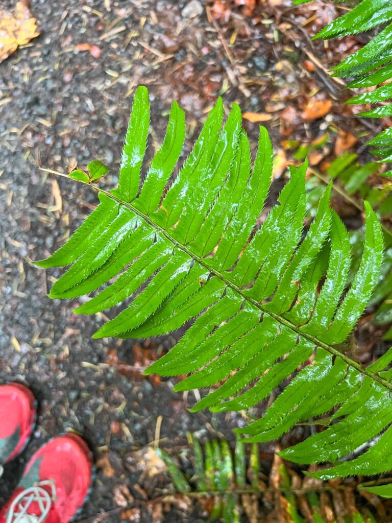 Marymere Falls in Olympic National Park 