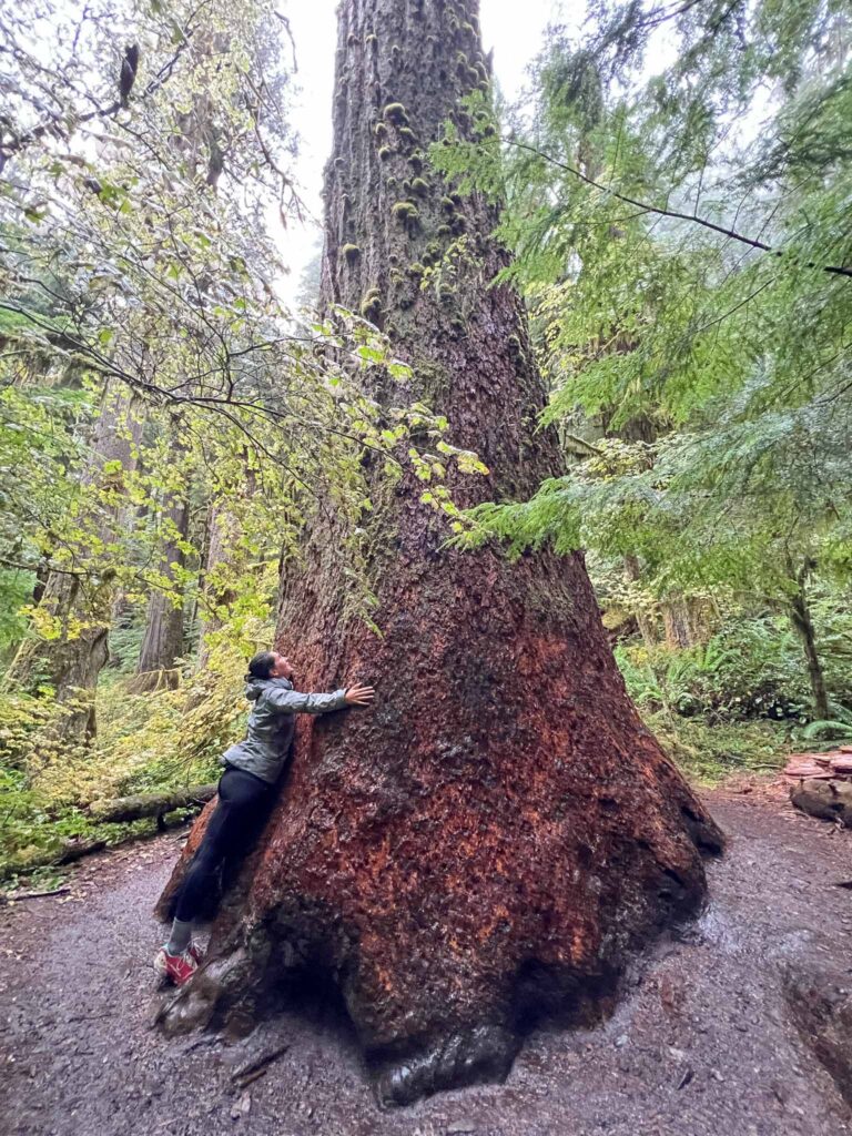 Marymere Falls in Olympic National Park