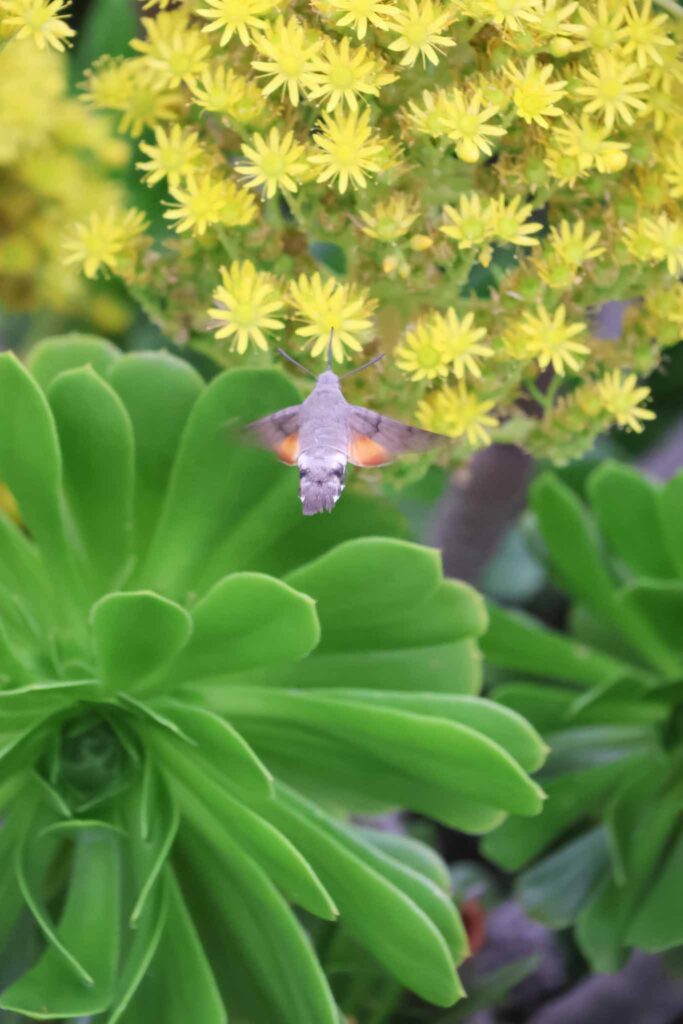 Paros in Griekenland