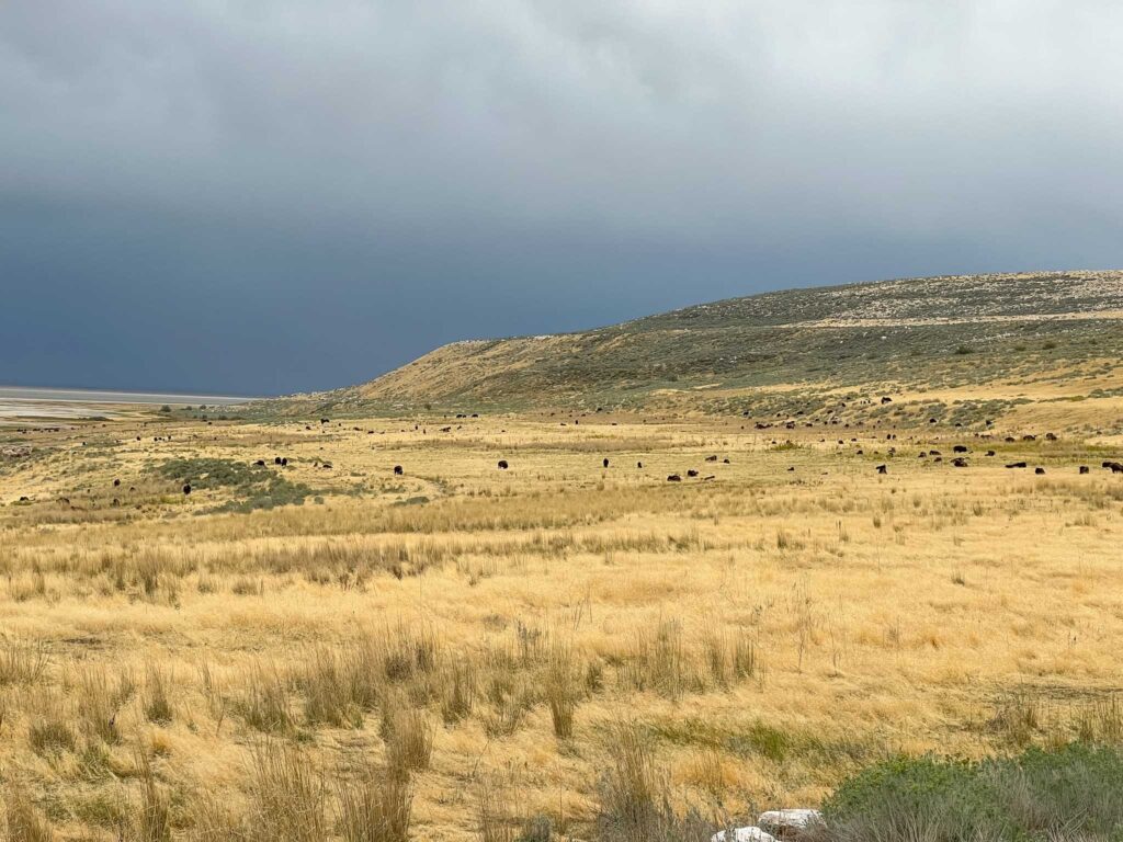 Antelope Island State Park