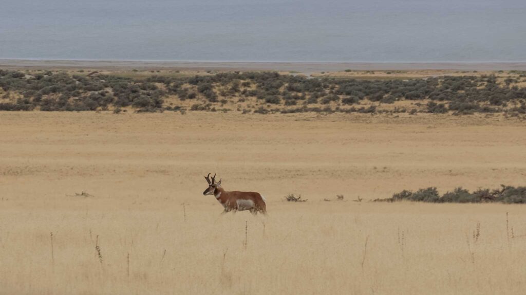 Antelope op Antelope Island State Park