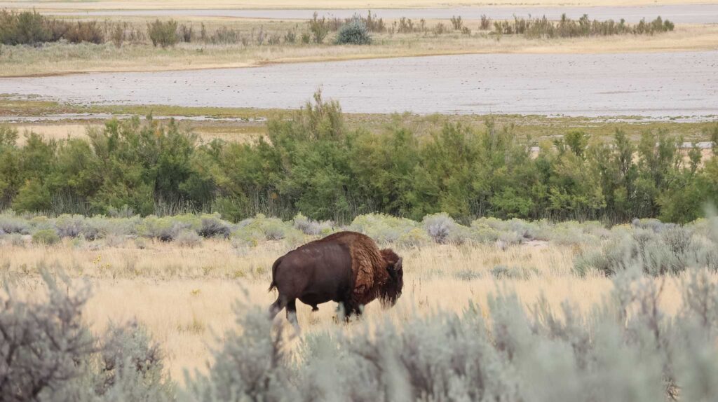 Bizon op Antelope Island State Park