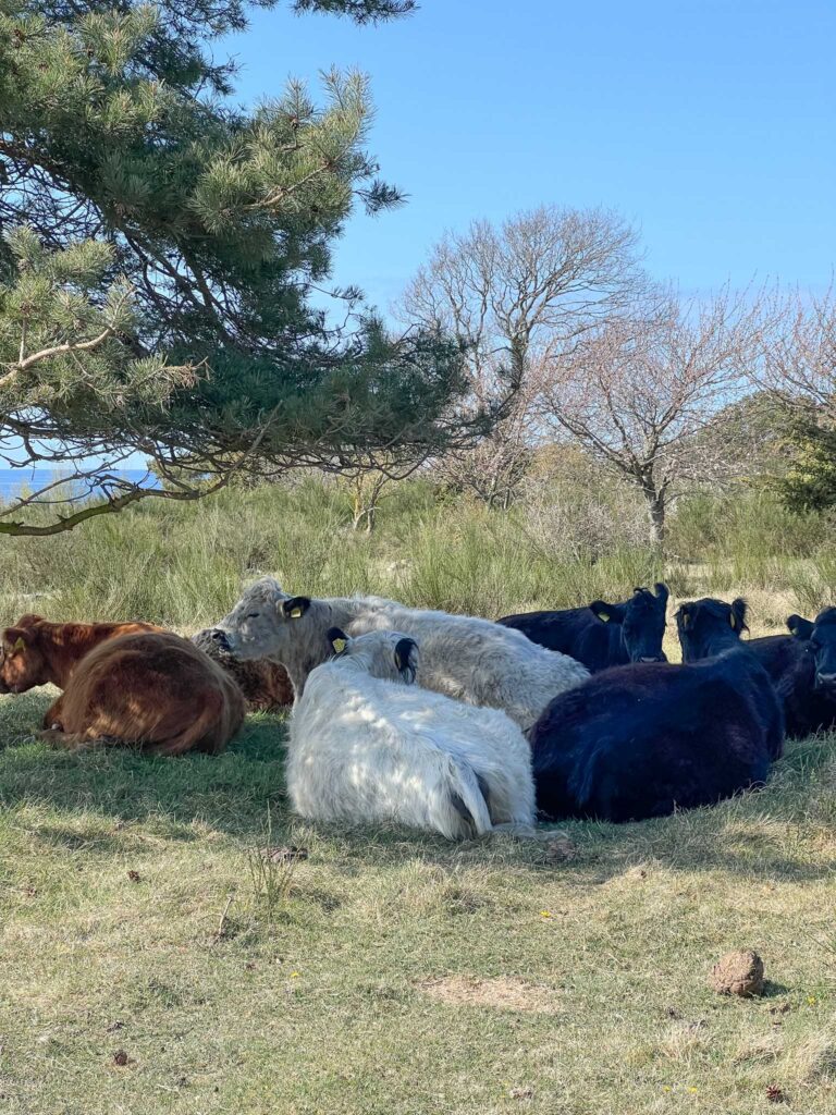 Wandelen op Bornholm